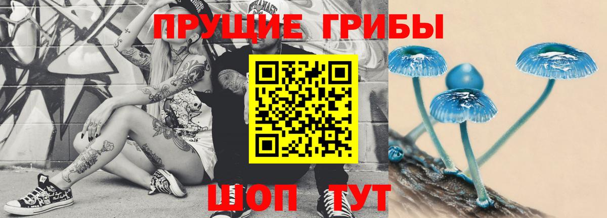 Псилоцибиновые грибы Cubensis Курчалой